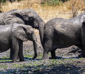 3 Tage Gruppensafari zu den Big Five im Serengeti-Nationalpark und im Ngorongoro-Krater, Tansania - Photo 5