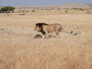 3 días de económico safari en Masái Mara, Kenia