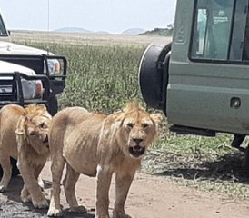 4 Day All-Inclusive Lake Nakuru and Masai Mara Private Safari in Kenya - Photo 3