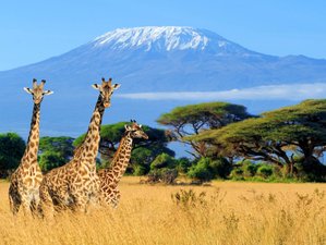 6 Day Masai Mara, Lake Nakuru, Amboseli Budget Group Joining Safari in Kenya