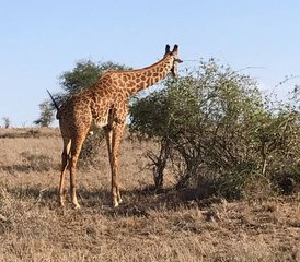 14 días del mejor safari en Tsavo Este, Amboseli y Tsavo Oeste, Kenia - Photo 1