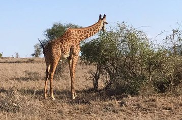 4 días del mejor safari en Tsavo Este, Amboseli y Tsavo Oeste, Kenia