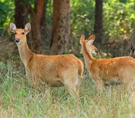 12 días de safari de fauna salvaje y tigres en Kanha, Pench y Tadoba, India - Photo 3