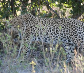 55 Tage Moremi Wildreservat Camping und Nilpferd Safari - Photo 1