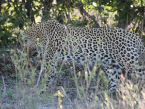 5-Daagse Moremi, Wildlife, Nijlpaard en Camping Safari in Botswana 