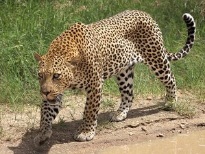 3 Day Kenya Safari at Masai Mara National Reserve