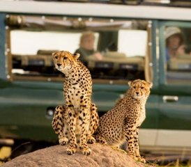 13 jours safari des grands félins au Kenya et en Tanzanie - Photo 5