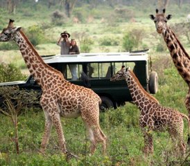 3 Day Maasai Mara Safari in Kenya - Photo 2