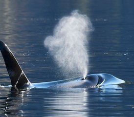 5 jours glamping & observation des baleines, île Swanson, Canada - Photo 4