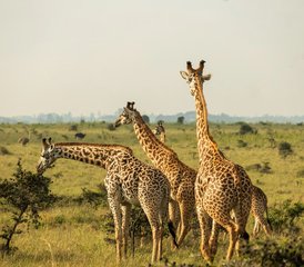 9 Tage private Safari in Tansania: Tarangire, Ngorongoro und Serengeti mit Badeurlaub auf Sansibar - Photo 3