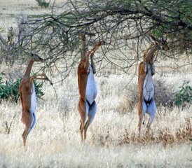 3 jours en stage de safari dans la réserve nationale de Samburu, Kenya - Photo 3