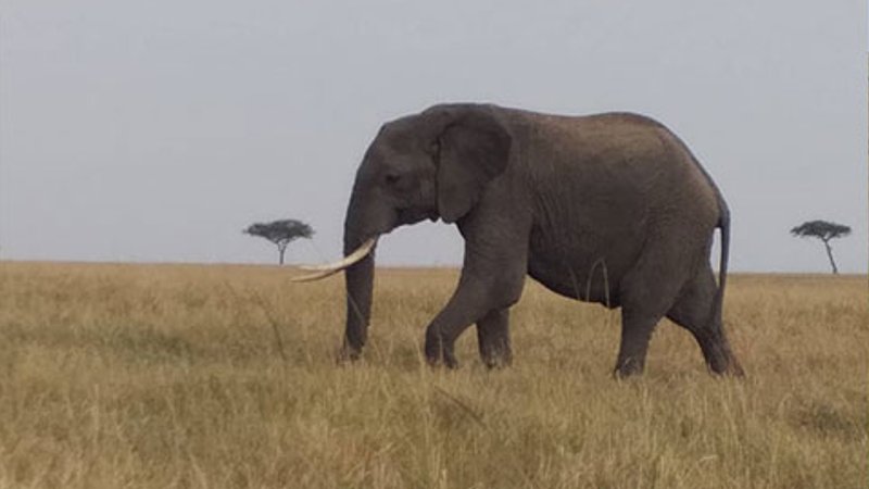  2 Day Safari Holiday in Amboseli National Park, Kenya with Stunning Mt. Kilimanjaro Backdrop