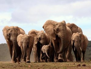 6 Day Elephant Safari in Tanzania's Tarangire, Serengeti, Ngorongoro, and Lake Manyara
