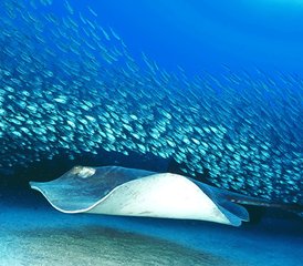6 Day Open Water Diving Camp with PADI Certification in Best Diving Town in Tenerife, Spain - Photo 5