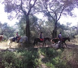 5 Day Swimming with Horses, Natural Horsemanship, and Horse Trekking Holiday in Corfu, Greece - Photo 5