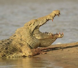 5 Tage Aufregende Safari im Selous-Wildreservat und Mikumi-Nationalpark, Tansania - Photo 2