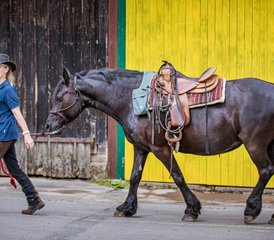 3 Tage Westernreitkurs: Reiten, Vertrauen und Bodenarbeit in Dermbach, Deutschland - Photo 2