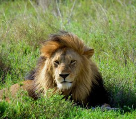 77 Day Tanzania Cultural and Big Five Safari: From Maasai Lands to The Heart of The Serengeti - Photo 1