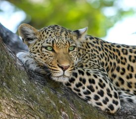 9-Daagse Authentieke Mobiele Safari in Tenten in Chobe National Park en Moremi Game Reserve, Botswana - Photo 3