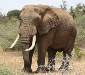6 Tage Trekking- und Wildtiersafari in Uganda - Photo 4