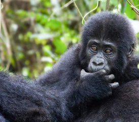 510-Daagse Wildlife Safari in Bwindi, Kibale en Meer met Gorilla Trekking en Boottochten in Oeganda - Photo 1
