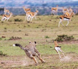 3 Tage Gemeinsame Safari im Serengeti-Nationalpark und im Kratergebiet in Tansania - Photo 3