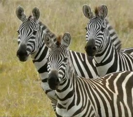5-Daagse Beste Van Noord-Tanzania Adembenemende Safari - Photo 2