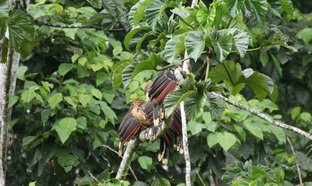 Puerto Misahuallí Retraites en Reizen
