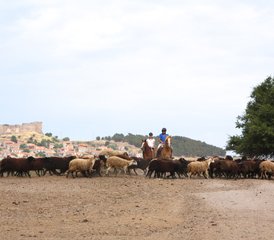 8 Daagse Authentieke Griekse Eiland Paardrijvakantie voor Beginners in Mithymna, Lesbos, Griekenland - Photo 5