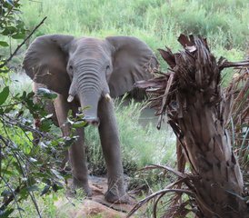 6 jours safari exclusif en 4x4 en autotour de Berg à Bush à Lekgalameetse et Letaba, Afrique du Sud - Photo 3