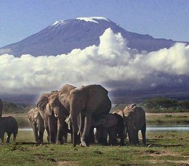 4 jours en stage de safari à Amboseli, Tsavo West et Tsavo East, Kenya - Photo 3