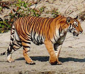 4-Daagse Ontzagwekkende Wildlife-ervaring in Bardiya National Park, Bardiya, Nepal - Photo 2
