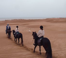86 jours en stage d’équitation à Essaouira, Maroc - Photo 1