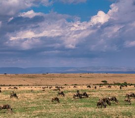 6 jours en safari camping économique en Tanzanie : lac Manyara, Serengeti et Ngorongoro - Photo 2
