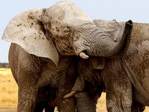 8 Days Ultimate Safari In Botswana And Namibia Bookallsafaris Com