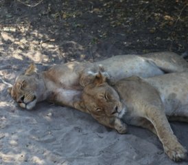 5-Daagse Victoria Falls Safari in Zimbabwe met Dagtochten naar Livingstone, Zambia en Chobe, Botswana - Photo 5
