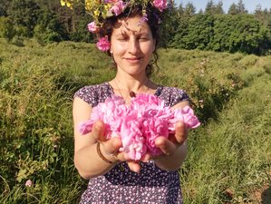 7 Day Rose Harvest Thracian Mystics Retreat with Ayurveda in the Nature of Sopot, Bulgaria