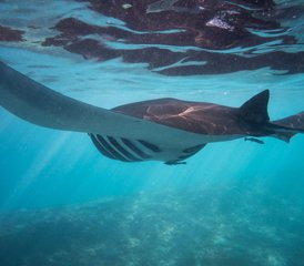 4 jours en stage de surf, snorkeling et yoga à Nusa Lembongan, Bali, Indonésie - Photo 4