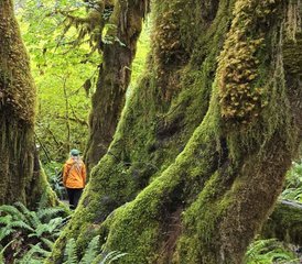 5-Daagse Yoga- en Wellness Retreat in Tofino, Brits-Columbia, Canada, met E-Bike Strandhoppen - Photo 4