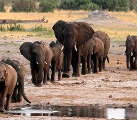 18 jours safari d’aventure en Namibie, au Botswana et au Zimbabwe, Afrique australe - Photo 5