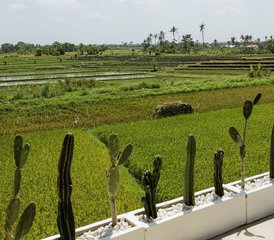 8 Days Yoga and Surf Camp for All Levels in Canggu, Bali, Indonesia - Photo 3