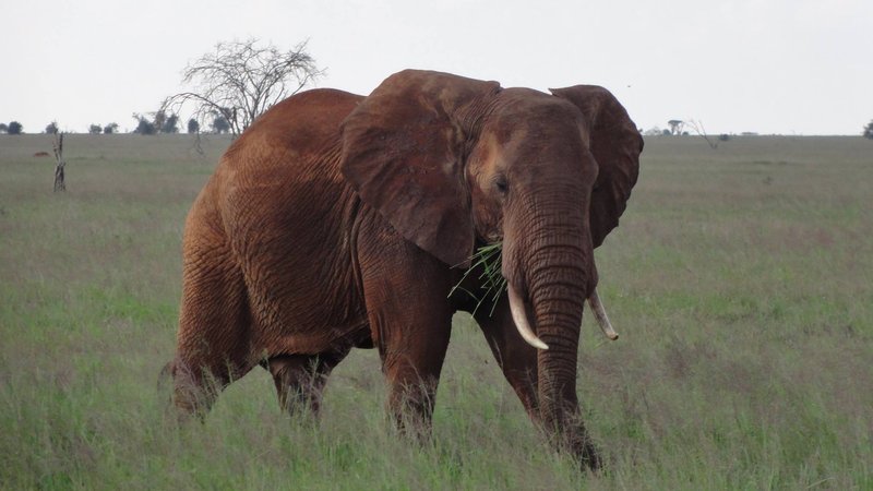 3 Day Tsavo East and Taita Hills Safari in Kenya