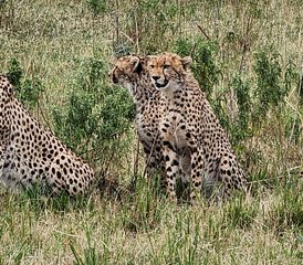 6 jours en stage de safari à Amboseli, au lac Nakuru et au Masai Mara, au Kenya - Photo 2