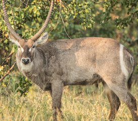 2 jours safari aventure en Tanzanie au parc national de Tarangire et au cratère du Ngorongoro - Photo 4