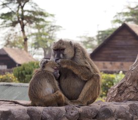 6-Daagse Ongelooflijke Wildlife Safari in Kenia - Photo 2
