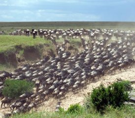 4 Day Great Migration Safari with Camping in Masai Mara, Kenya - Photo 3