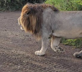 7 jours expérience unique de safari de la migration des gnous avec traversée de la rivière Mara, Tanzanie - Photo 2