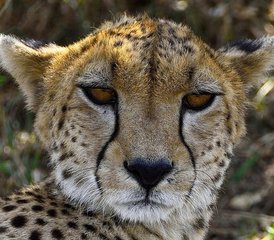 8 días de safari económico en grupo por Masái Mara, lago Nakuru, Naivasha, Hell's Gate y Amboseli, Kenia - Photo 2