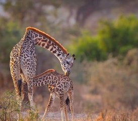 4 jours safari merveilleux au Kenya, dans la réserve de gibier de Masai Mara et le parc national du lac Nakuru. - Photo 5