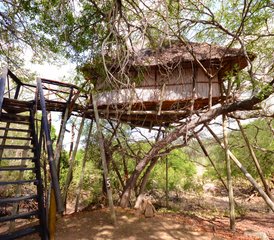 86-Daagse Lodge- en Boomhuissafari in Balule Nature Reserve en Kruger National Park, Zuid-Afrika - Photo 1